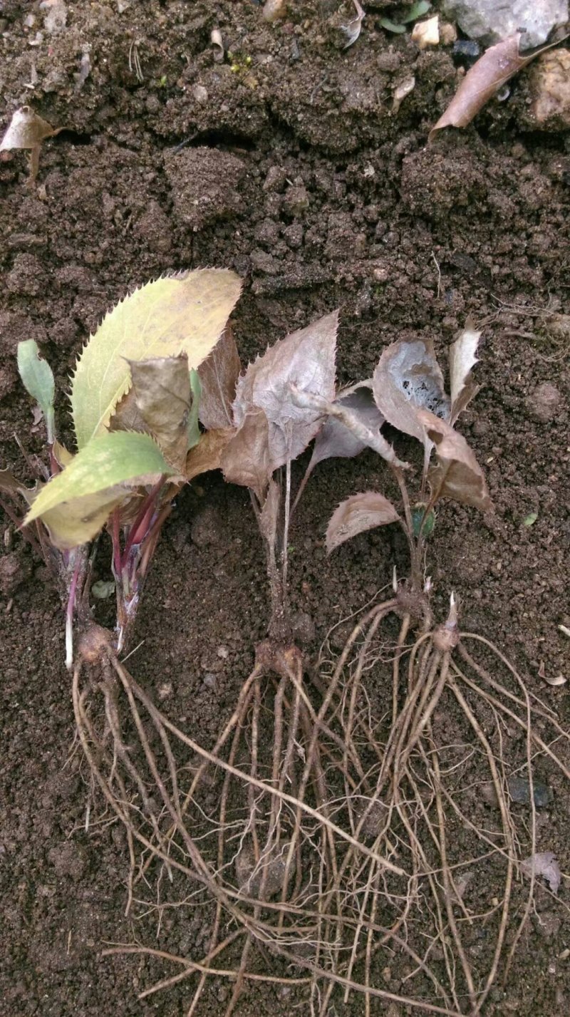 苍术种苗