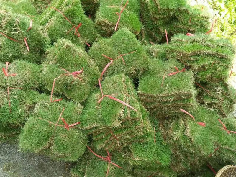 草皮马尼拉草皮福建漳州