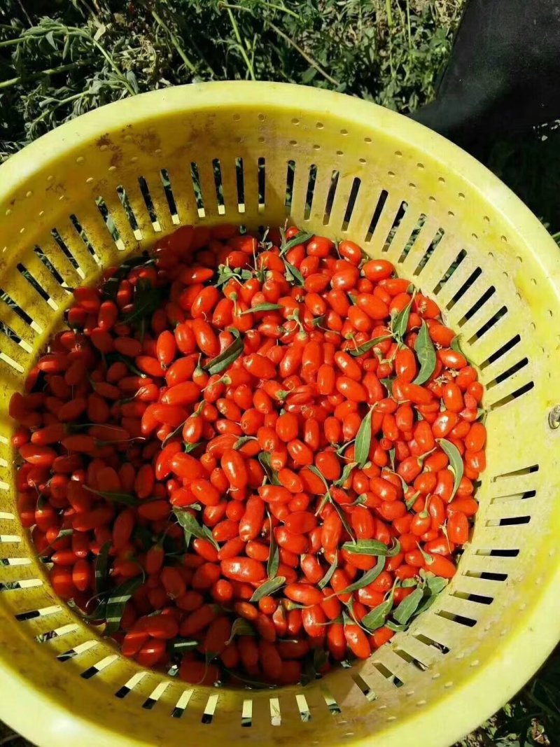 红枸杞干货头茬优质头茬黑枸杞