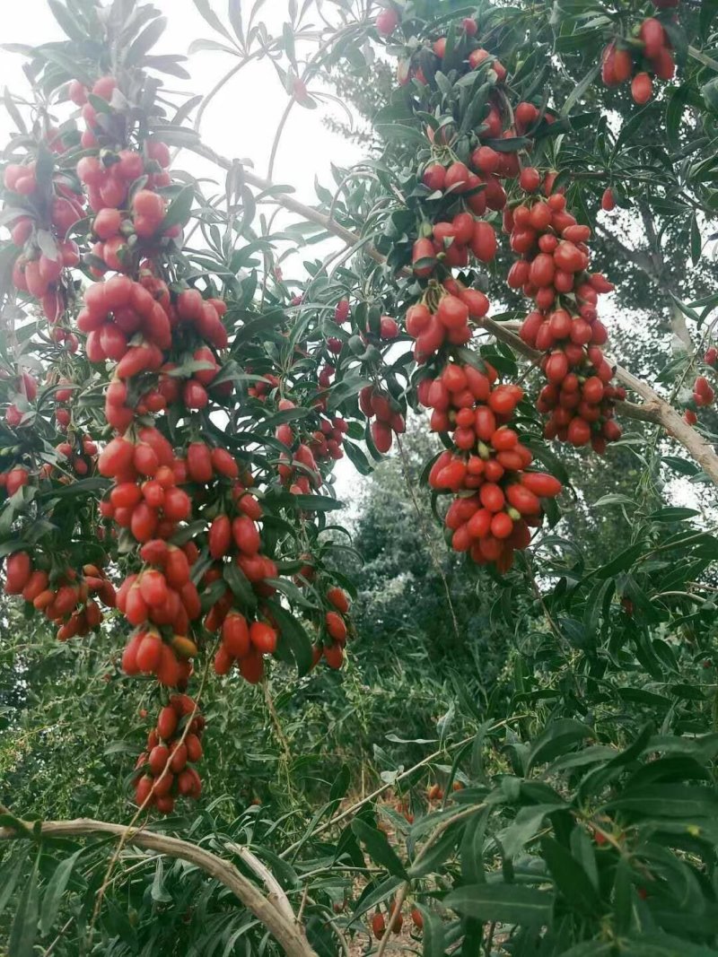 红枸杞干货头茬优质头茬黑枸杞