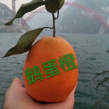 秭归长虹优质脐橙60一7o一件代发