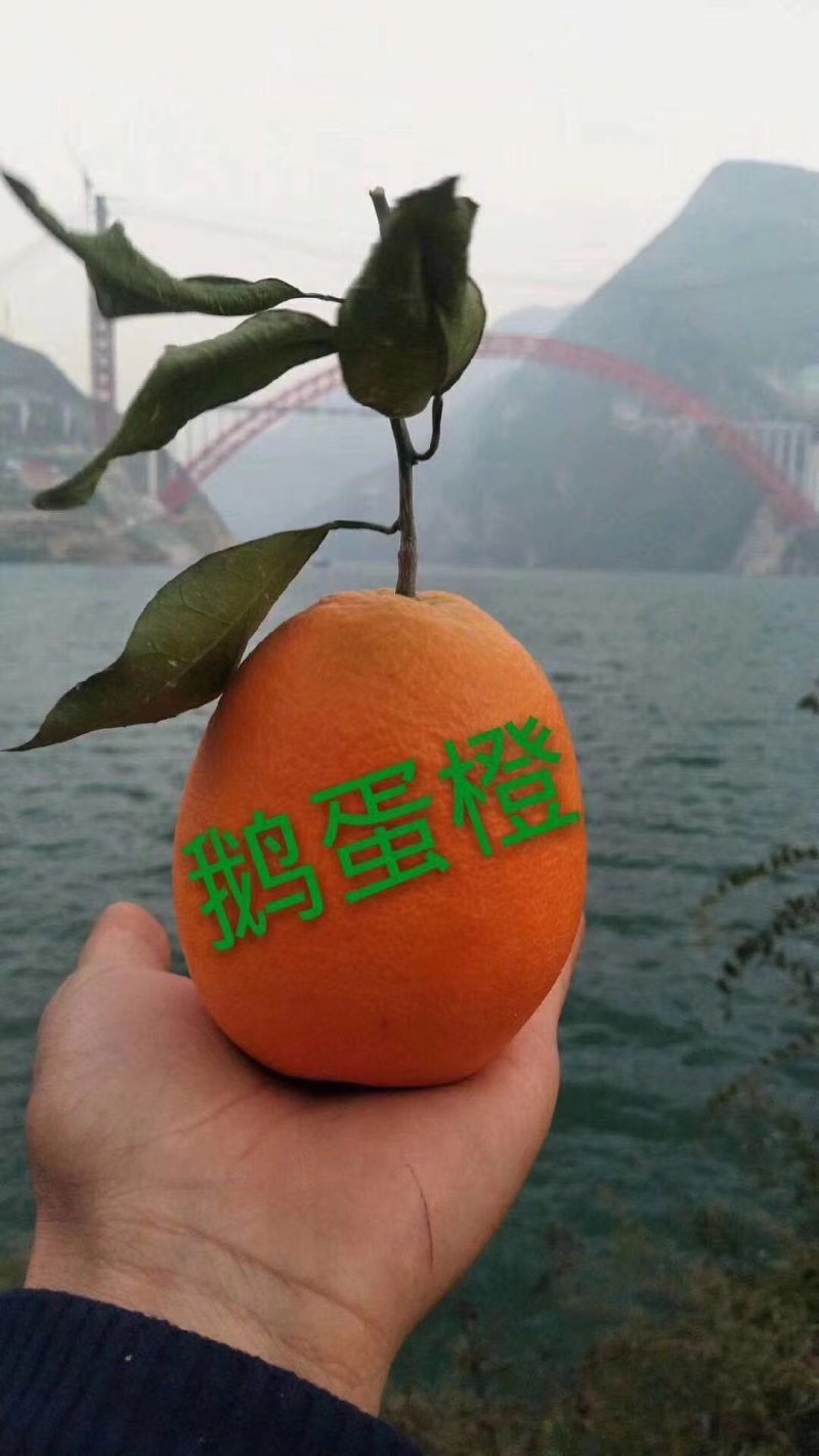 秭归长虹优质脐橙60一7o一件代发