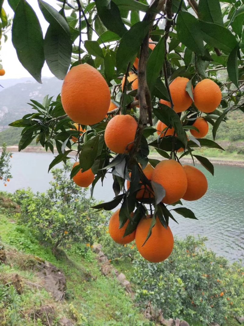 秭归长虹优质脐橙60一7o一件代发