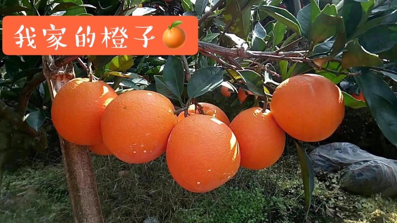 秭归长虹优质脐橙60一7o一件代发