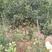 突尼斯软籽石榴树苗，地径0.8-1.5cm，高一米以上，