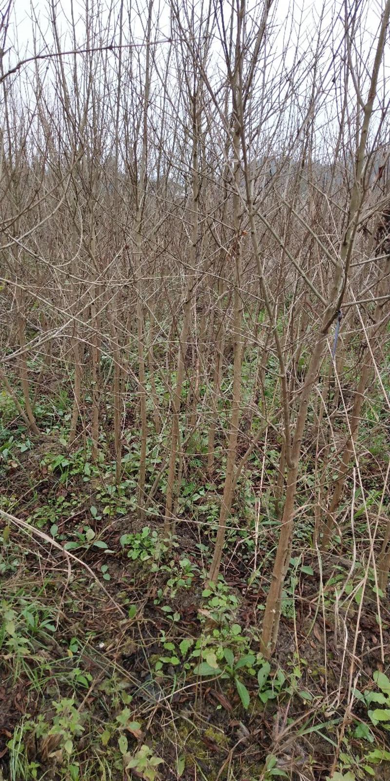 突尼斯软籽石榴树苗，地径0.8-1.5cm，高一米以上，
