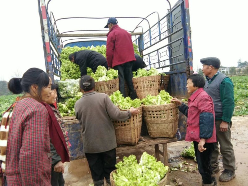 儿菜大量上市
