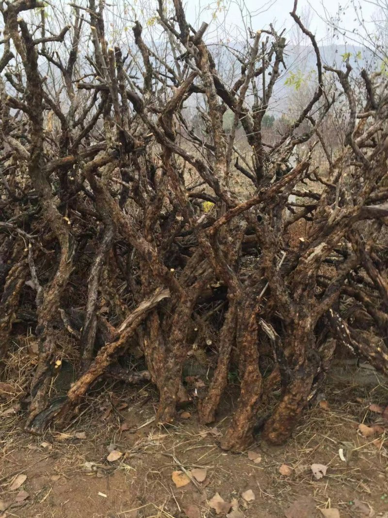 石榴树枝，工艺品原料，大量供应，欢迎选购