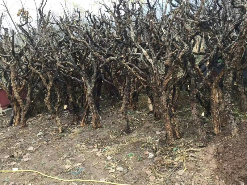 石榴树枝，工艺品原料，大量供应，欢迎选购