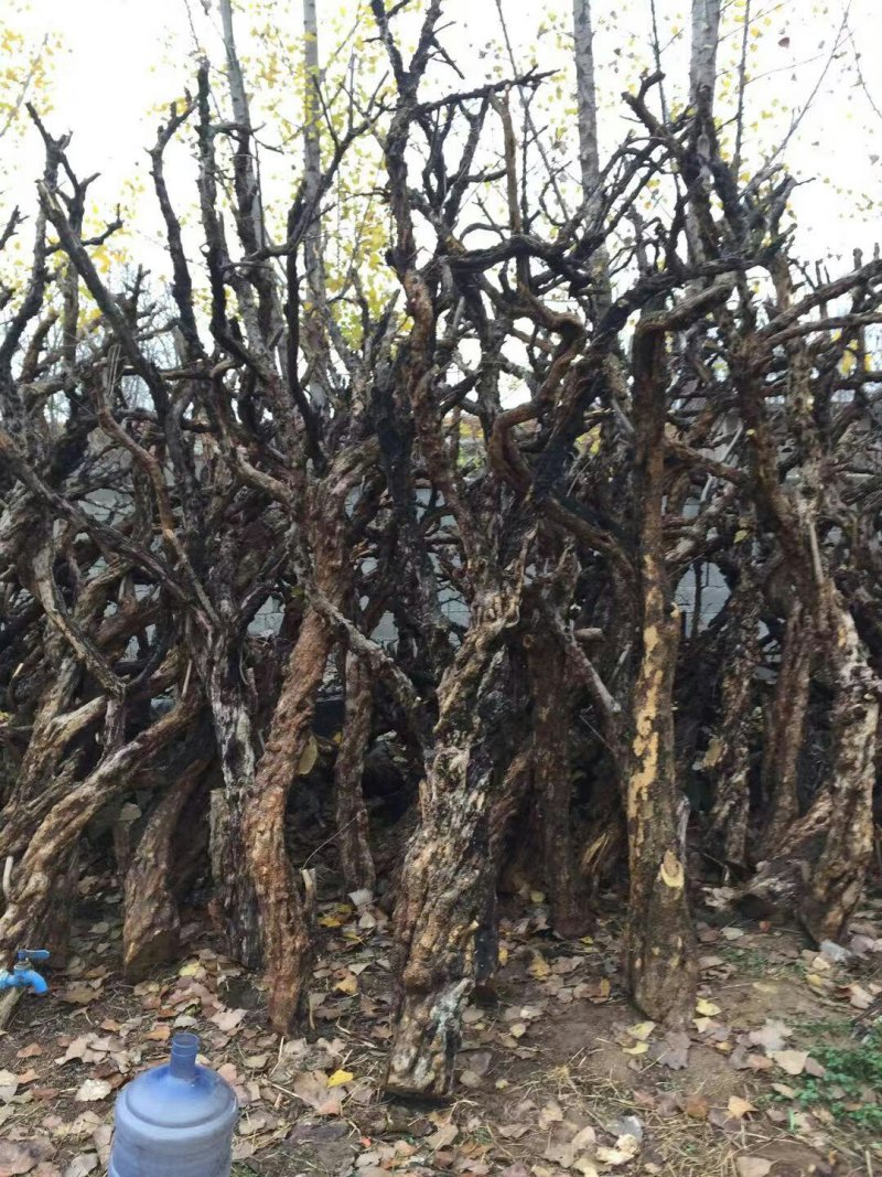 石榴树枝，工艺品原料，大量供应，欢迎选购