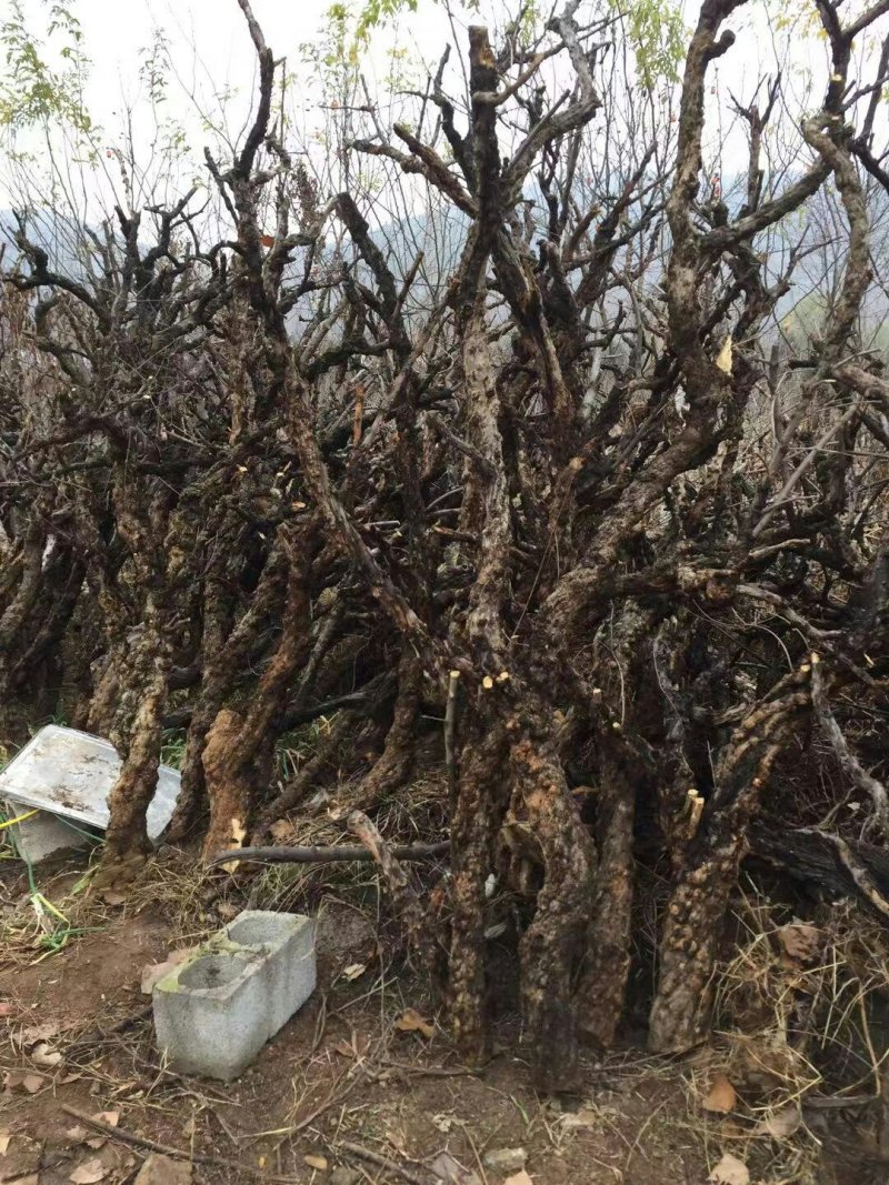 石榴树枝，工艺品原料，大量供应，欢迎选购