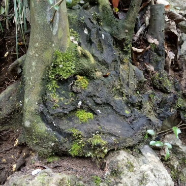 金弹子