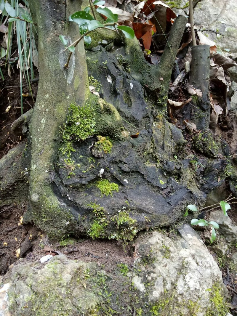金弹子