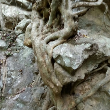 树桩