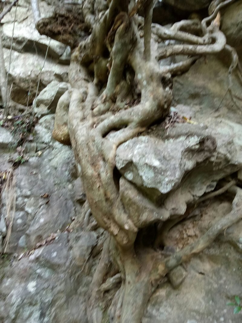 树桩