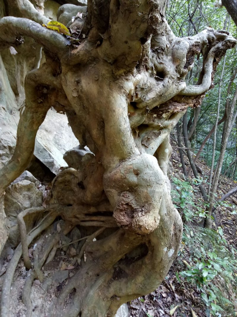树桩