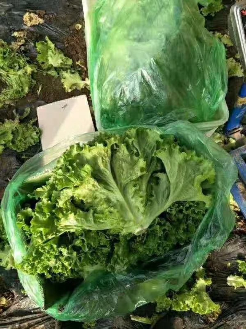 叶菜类