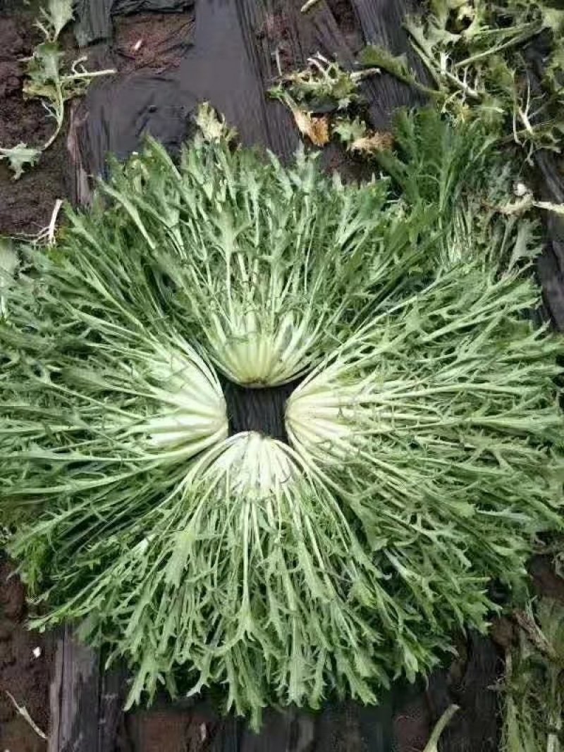 叶菜类