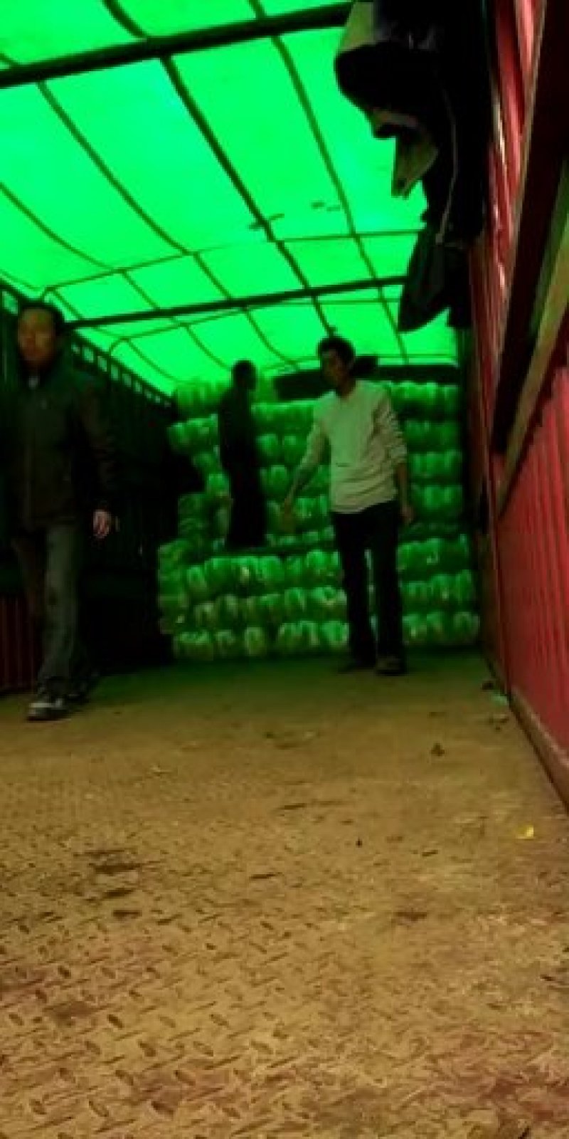 青杂三号大白菜黄心菜大量供应价格美丽基地直发保质保量