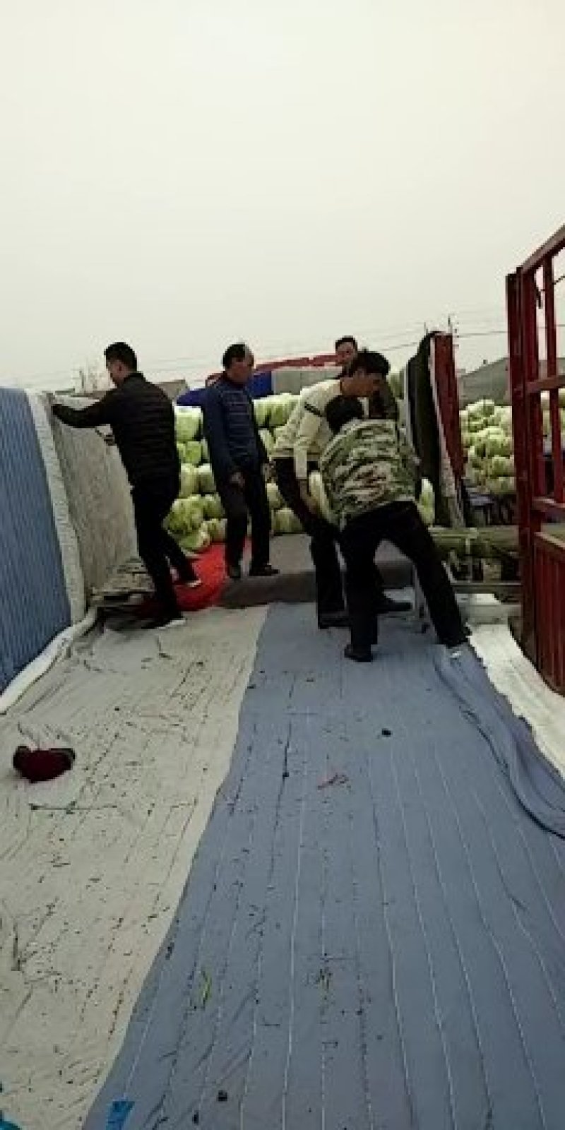 青杂三号大白菜黄心菜大量供应价格美丽基地直发保质保量