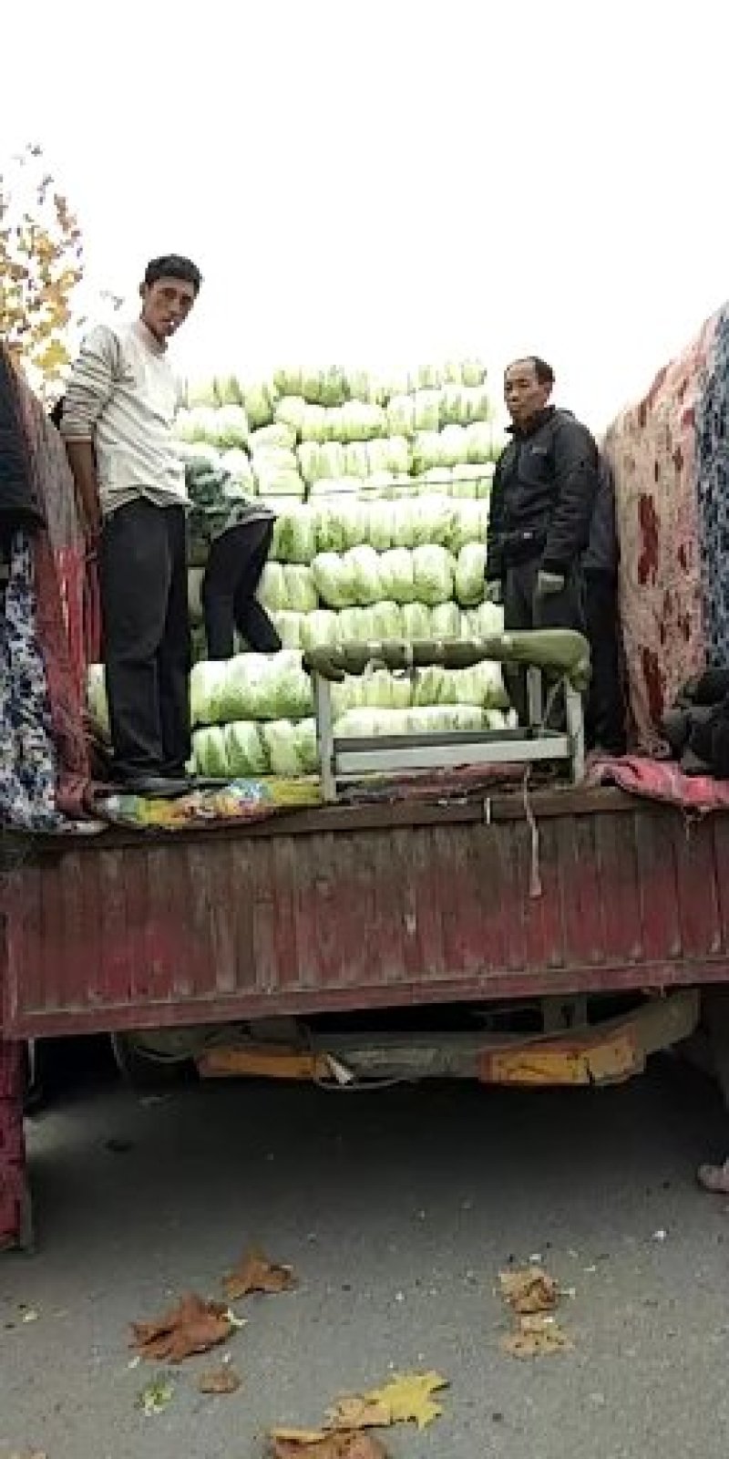 青杂三号大白菜黄心菜大量供应价格美丽基地直发保质保量
