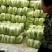 青杂三号大白菜黄心菜大量供应价格美丽基地直发保质保量