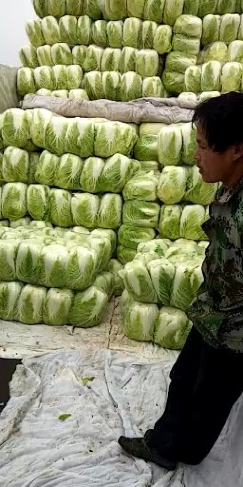 青杂三号大白菜黄心菜大量供应价格美丽基地直发保质保量