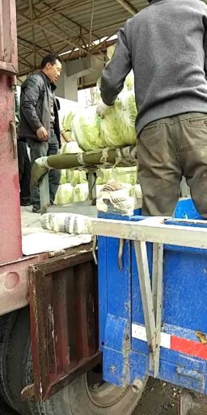 青杂三号大白菜黄心菜大量供应价格美丽基地直发保质保量