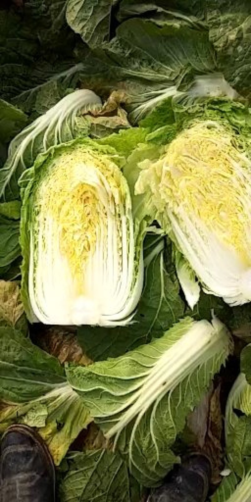 青杂三号大白菜黄心菜大量供应价格美丽基地直发保质保量