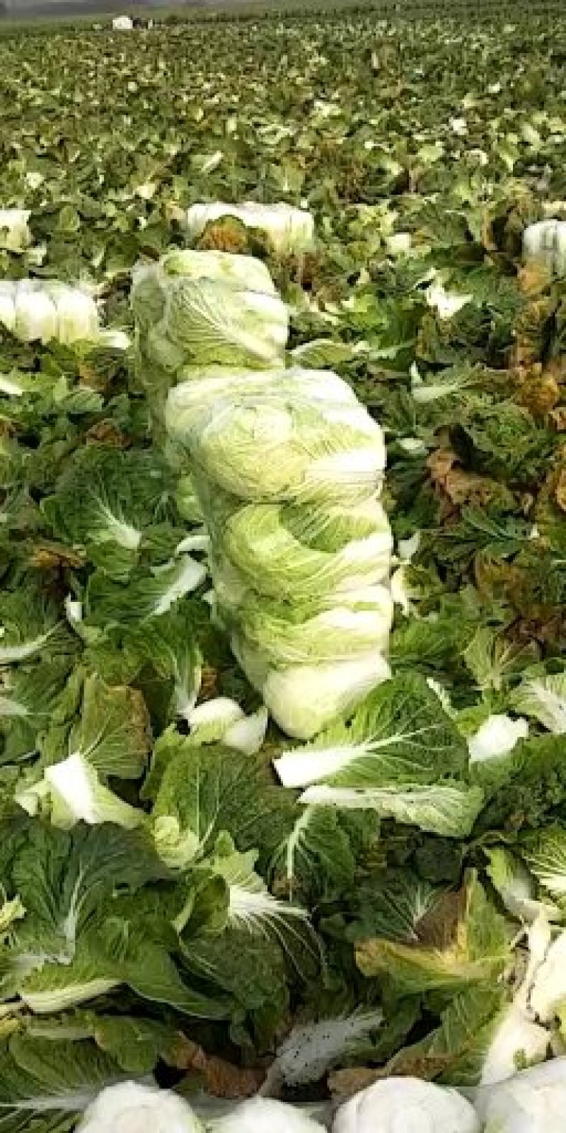 青杂三号大白菜黄心菜大量供应价格美丽基地直发保质保量