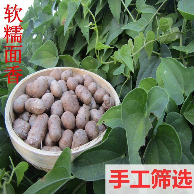 山药种子
