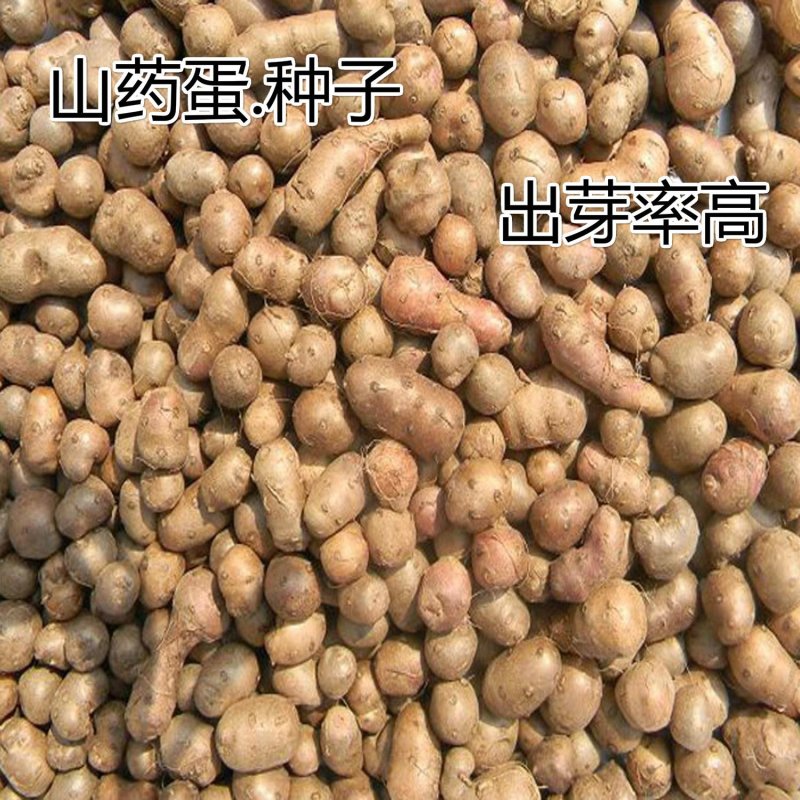 山药种子