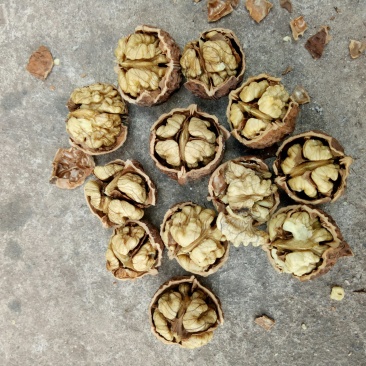 精品山核桃桐子果菠萝果产地直销