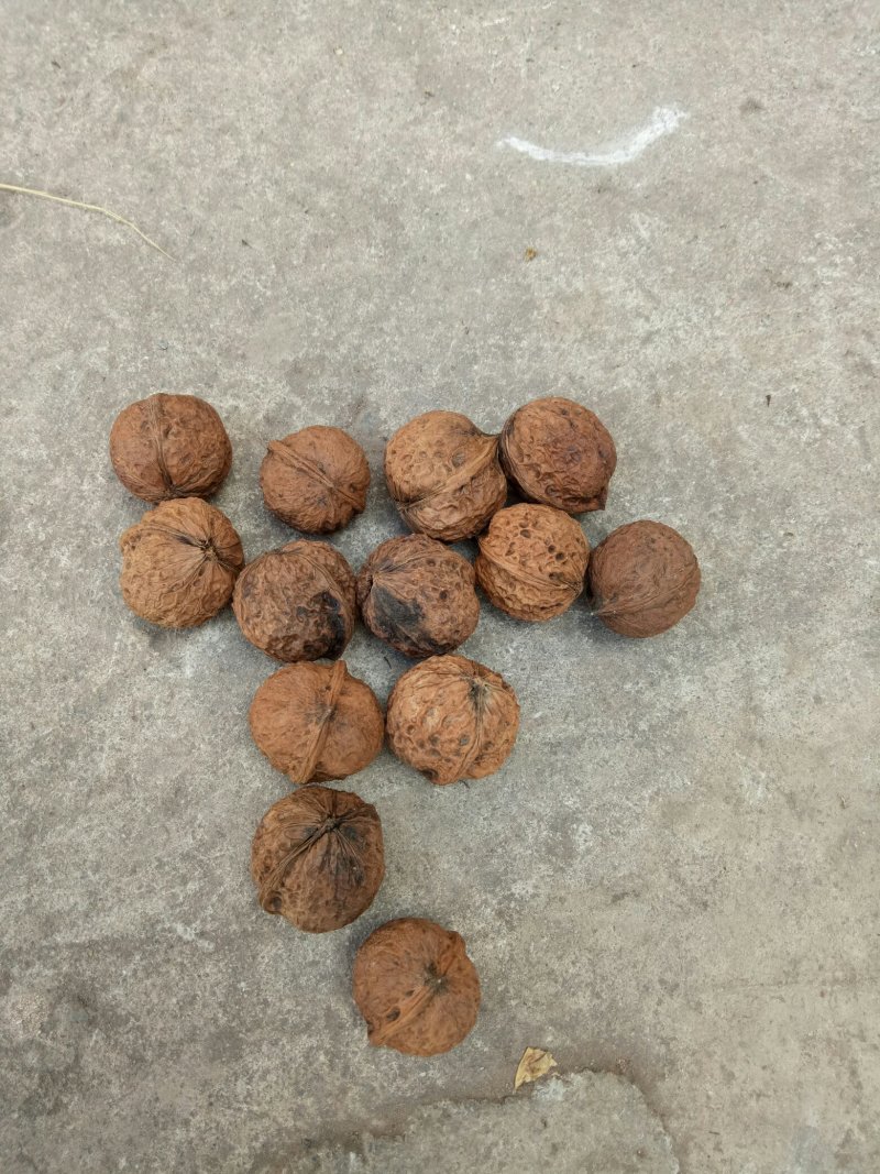 精品山核桃桐子果菠萝果产地直销