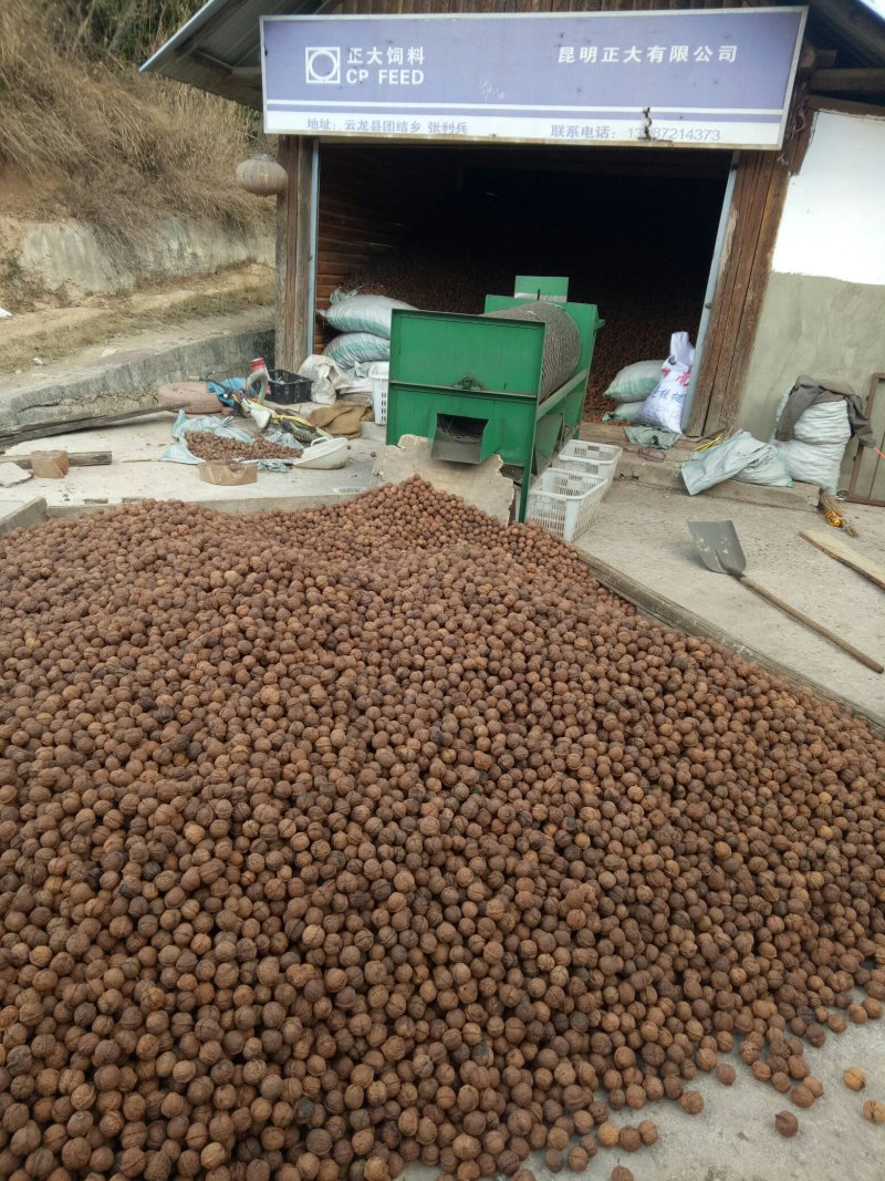 精品山核桃桐子果菠萝果产地直销