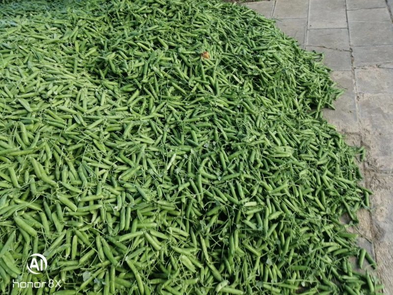 豌豆，长寿仁，甜脆豌