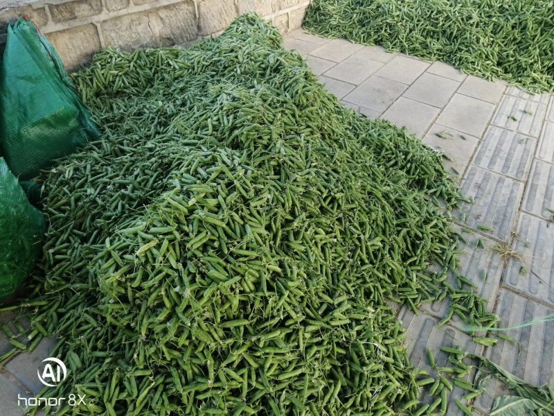 豌豆，长寿仁，甜脆豌