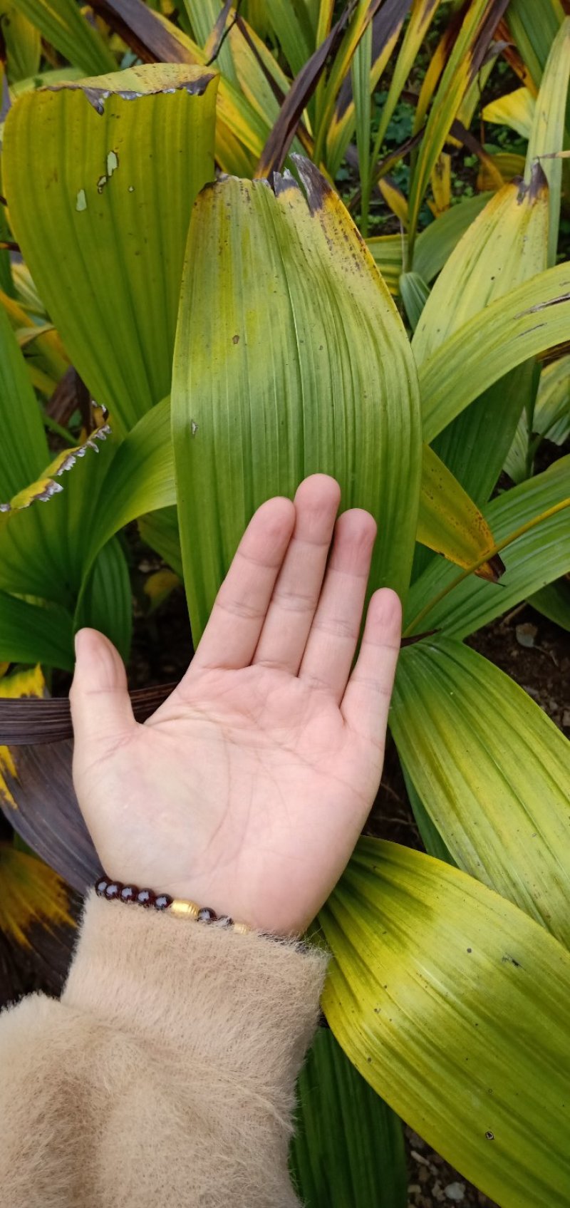 陕西汉中产紫花白芨块茎