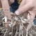 陕西汉中产紫花白芨块茎