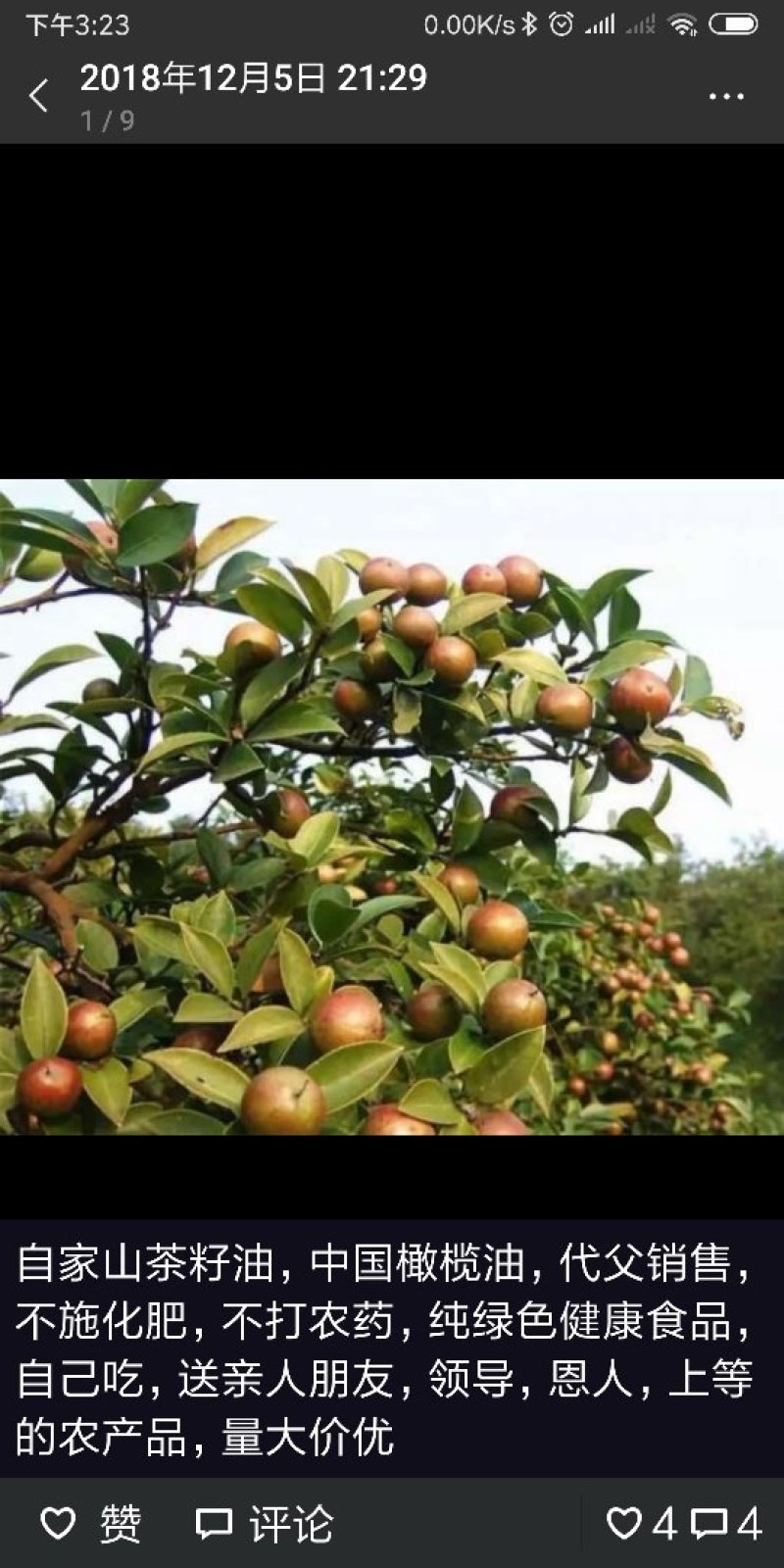自家山茶籽油