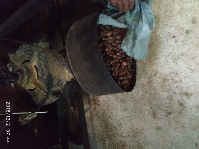 自家山茶籽油