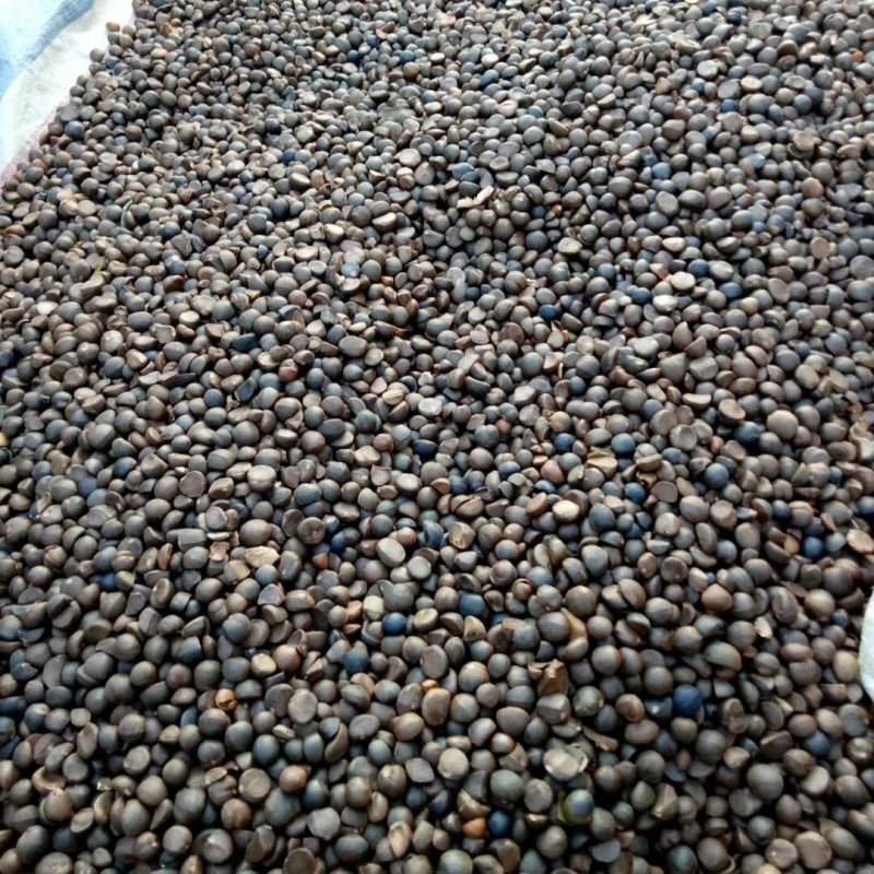 自家山茶籽油