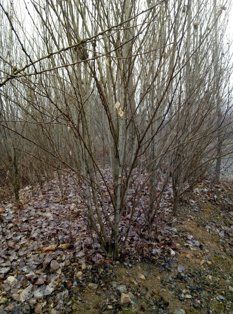 木槿