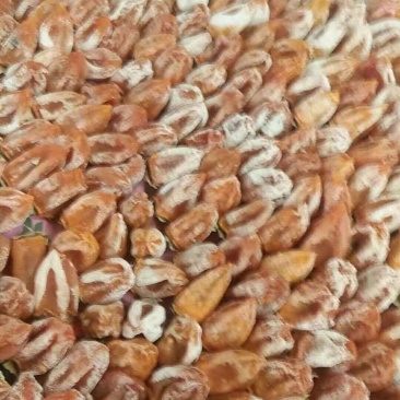 正宗涧头村老味柿饼