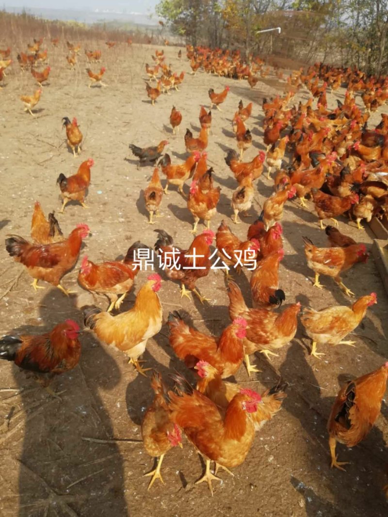 漂亮土公鸡苗出壳苗35~45克全公苗雄