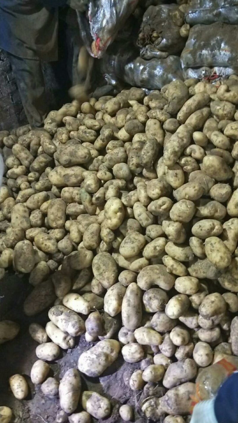 荷兰十五，丽薯，226