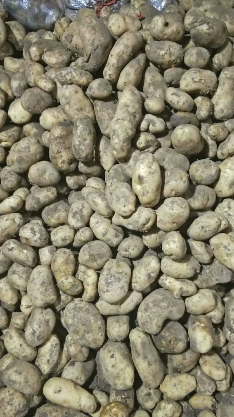 荷兰十五，丽薯，226