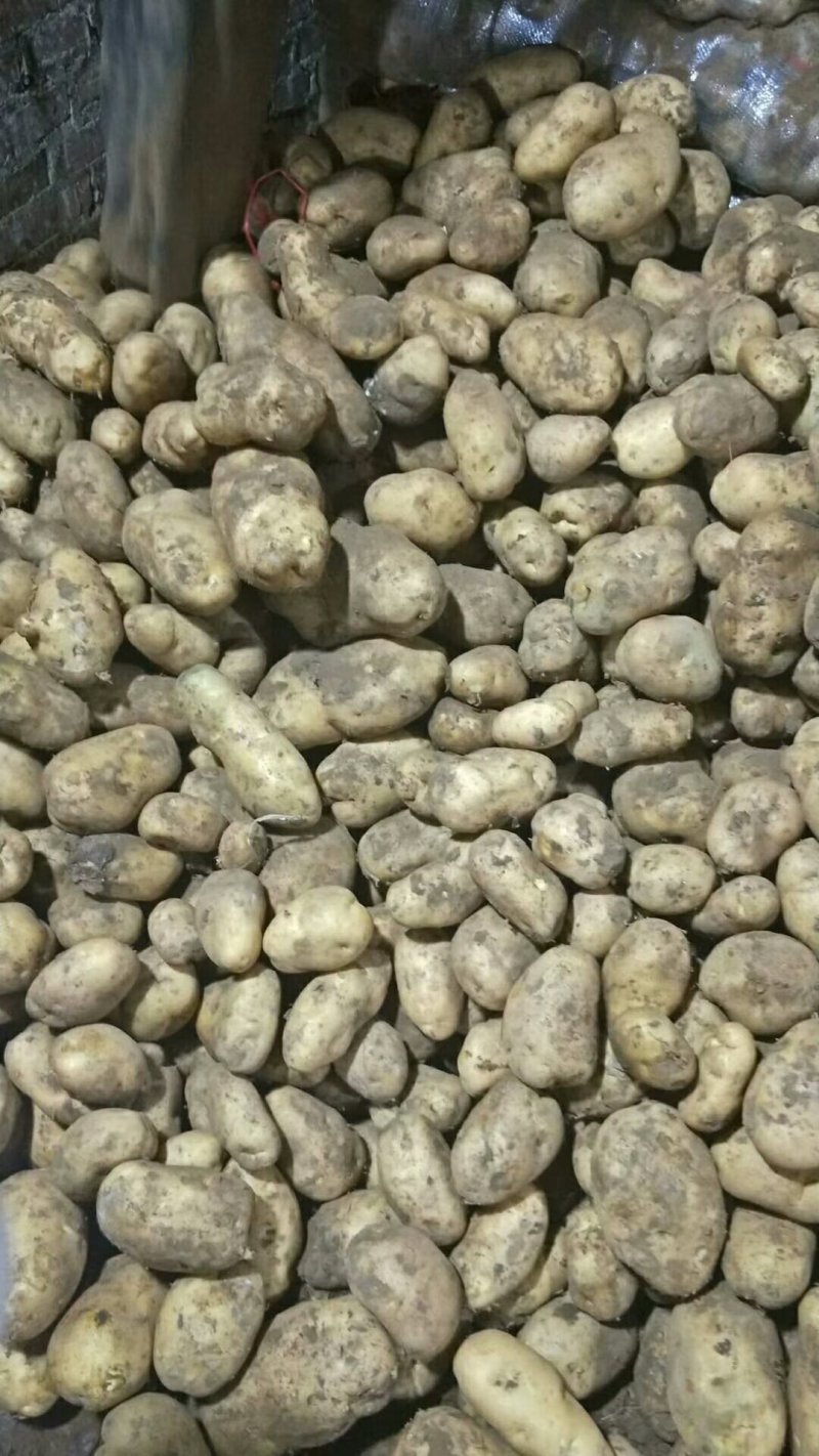 荷兰十五，丽薯，226
