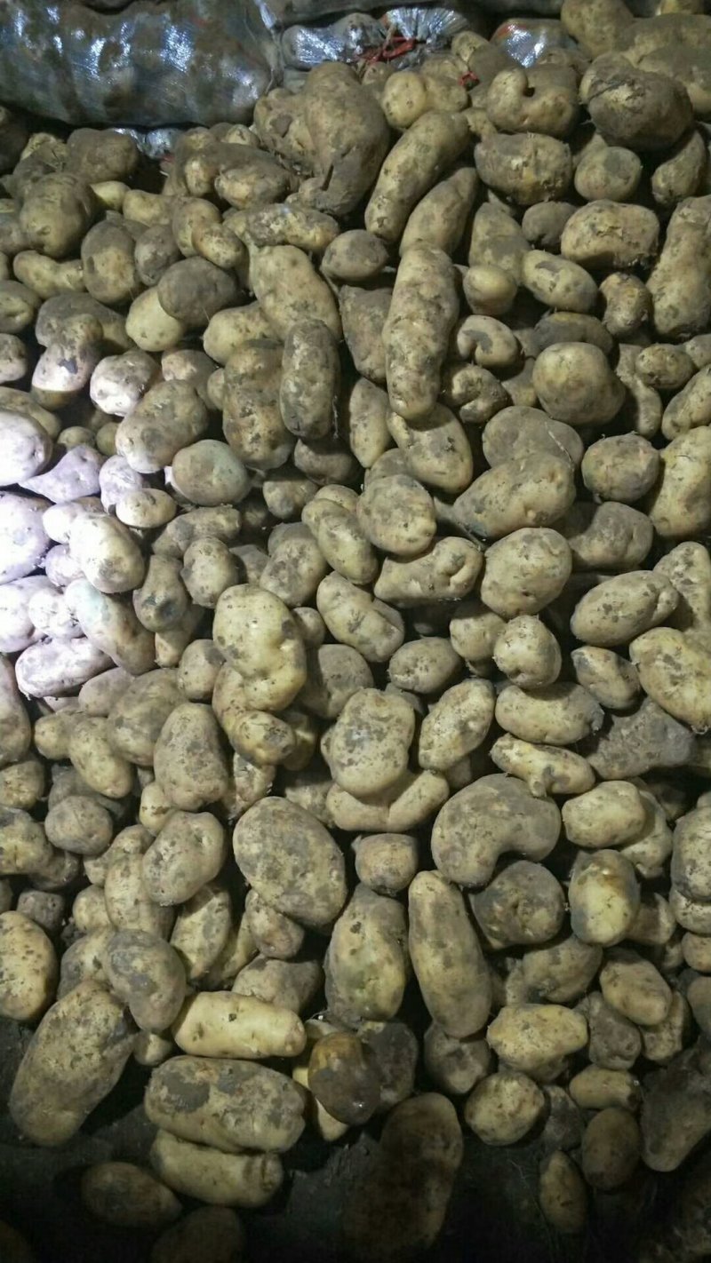 荷兰十五，丽薯，226