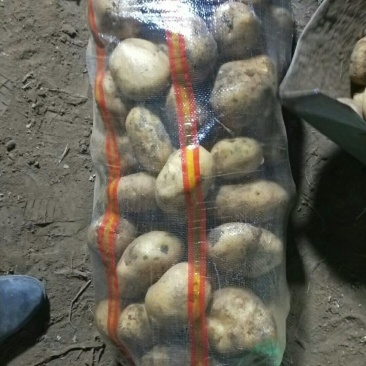 荷兰十五，丽薯，226